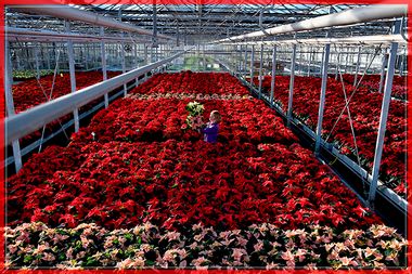 Christmas Poinsettias Ready For Sale