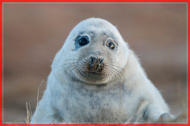 Seal Pups Thrive At The Donna Nook Reserve