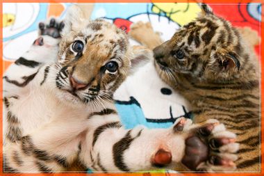 Tiger cubs are pictured at Sriracha Tiger Zoo in Chonburi province