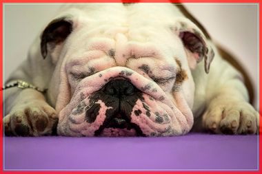 Canine Champions Compete In The Westminster Dog Show