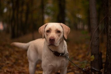 Yellow Lab