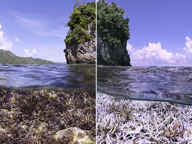 Image for WATCH: Heartbreaking coral reef deaths show how climate change is destroying oceans