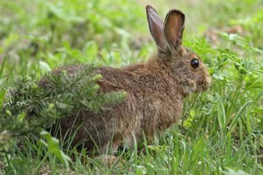 Image for As climate change warms the Northeast, some snowshoe hares stay brown all year