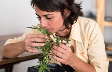 Image for To save her daughter, this mom became a medical marijuana pioneer