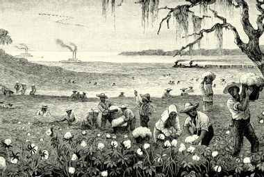 Slaves Harvesting cotton in Louisiana