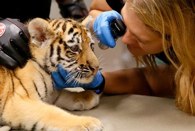 Amur Tiger Cub "Zoya" is examined by Dr. Gretchen Cole, Oklahoma City Zoo veterinarian.