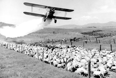 DDT over Sheep