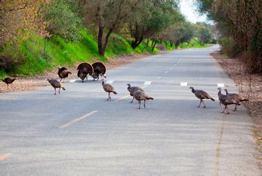 Wild Turkeys in California