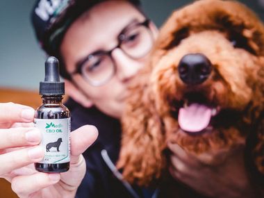 Image for Soothe your dog’s anxiety with CBD oil