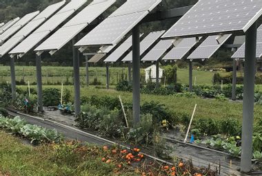 Image for Agrivoltaics: Solar Panels on farms could be a win-win