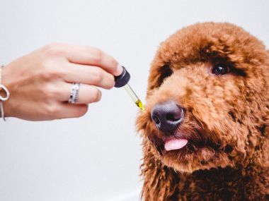 Image for Why you should consider CBD oil for your pets