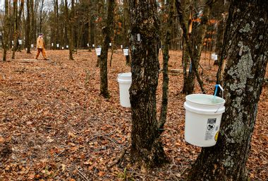 Image for Could maple syrup be a climate change solution?