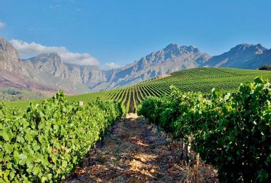 Image for Discover the vineyards less traveled in South Africa's wild, wild wine country