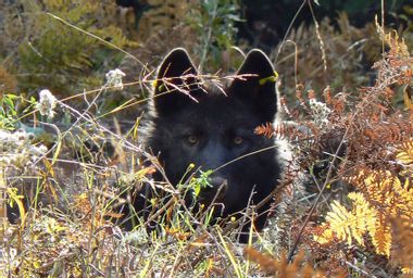 Image for Trump wants to remove protections for wolves. Idaho shows why that's a bad idea