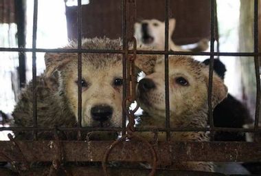 Image for For millions of dogs, South Korea is hell on Earth