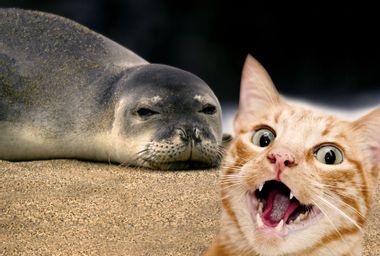 Monk Seal; Cat