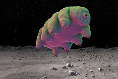 Enlarged tardigrade on the moon