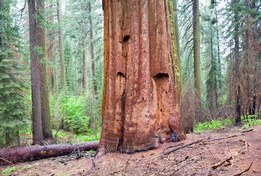 Giant Sequoia Redwood