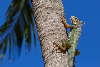 Image for If it’s below 40 degrees in South Florida, the forecast calls for falling iguanas