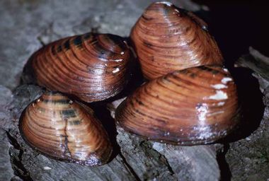 Clubshell mussel