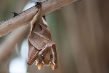 Image for Bats’ unique immune systems make them stealthy reservoirs for viruses