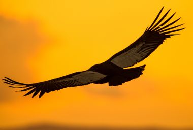 Image for Pesticides are killing off the Andean condor