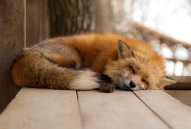 Fox sleeping on a bench