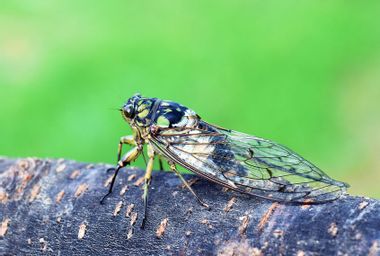 Close-Up Of Cicada On A Tree
