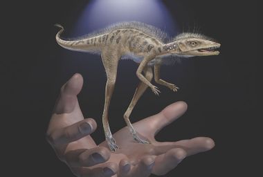 Dinosaur