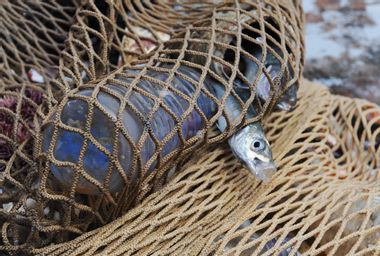 Fish and plastic waste inside the nets on a fishing boat