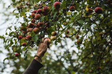 Image for Cider makers are betting on foraged apples for climate resilience