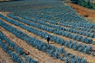 Image for The sustainability challenges that threaten the agave industry