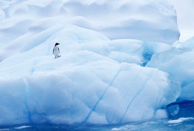 PENGUIN ON ICEBERG IN THE ANTARCTICA
