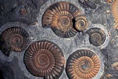 Ammonite fossils