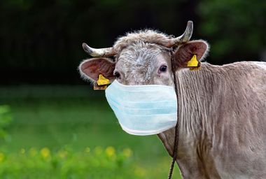 Cow in a clearing in a medical mask