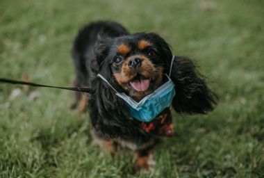 Dog wearing medical mask