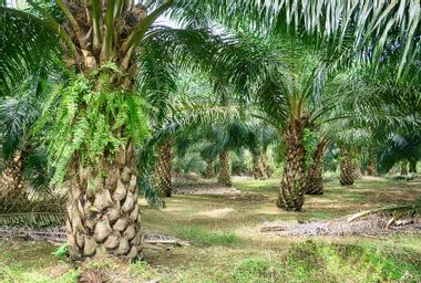 Oil Palm Plantation in Malaysia