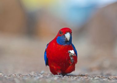 Image for Animals' limbs are stretching and warping because of climate change