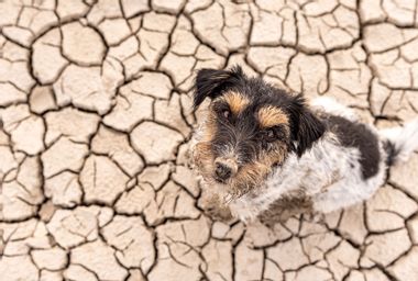 Dog sitting in a dry sandy desert