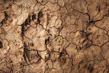 Human footprint in the desert