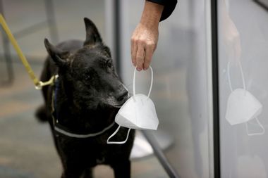 Image for Dogs at the Miami airport are being trained to sniff out COVID-19. Here's how it works