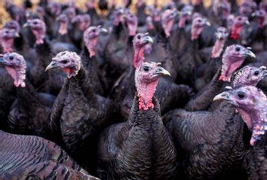 Bronze free-range turkeys