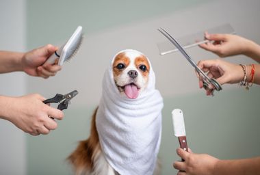 Cavalier King Charles Spaniel dog grooming session