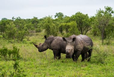 Rhino Reserve; South Africa