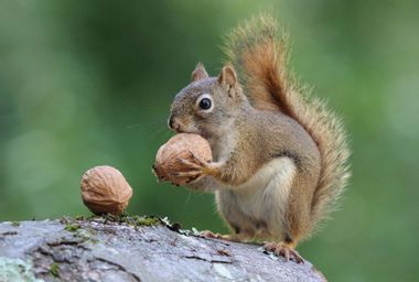A squirrel holding a nut