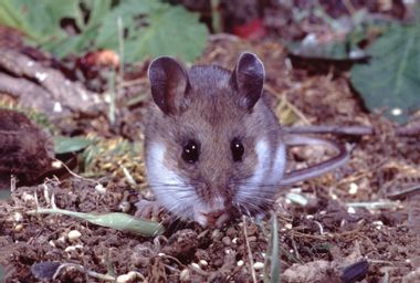 Deer Mouse