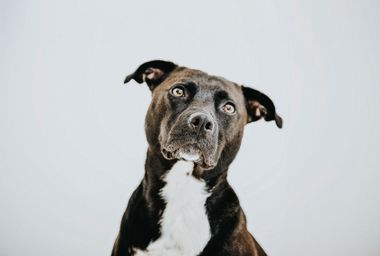 Labrador mix dog
