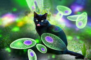 Toxoplasma gondii tachyzoites and the cat which is the definitive host of parasites, concept