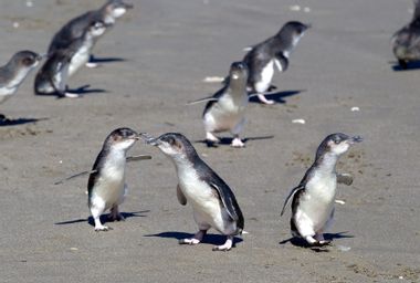 Climate change is causing "mass die-offs" of animals Latest Article