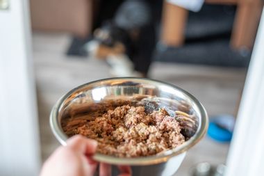 Wet food for dogs in metal bowl